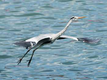 Bird flying over sea