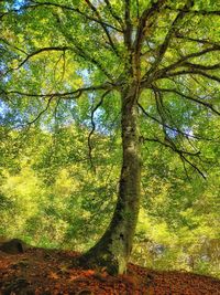 Trees in forest