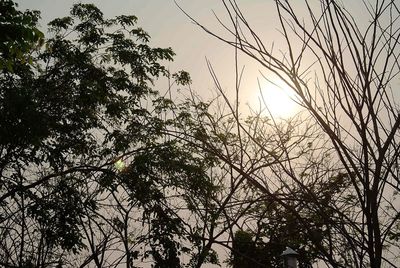 Low angle view of trees against sky during sunset