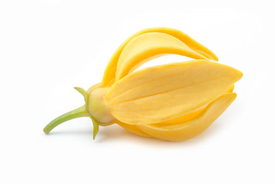 Close-up of yellow flower over white background