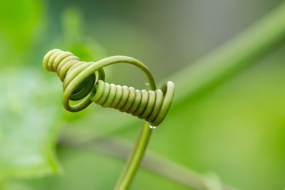 Passion fruit vine