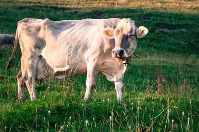 Side view of cow standing on grassy field