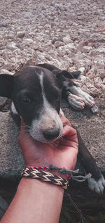 High angle view of man with dog