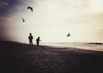 View of birds flying over beach