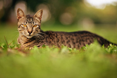 Portrait of cat