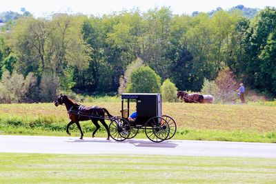 Horse cart in field