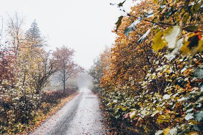 Leaves on road amidst trees during autumn