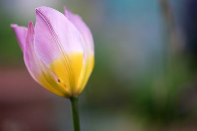 Close-up of yellow flower