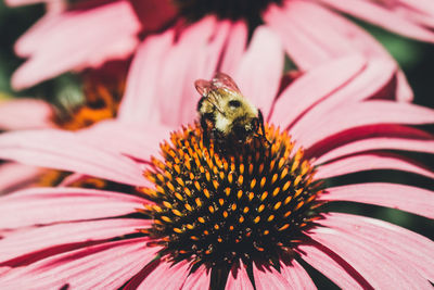 Close-up of bee on coneflower