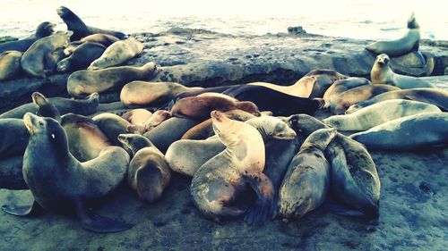 Flock of sheep on beach