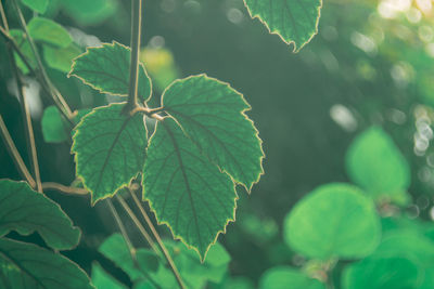 Close-up of fresh green plant