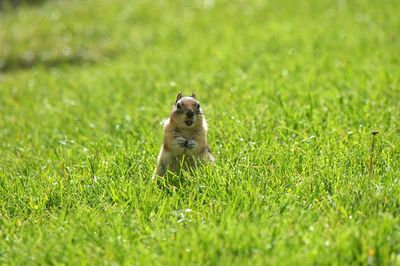 Squirrel on field