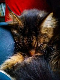 Close-up of cat