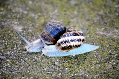 Close-up of snail