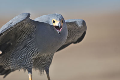 Close-up of eagle