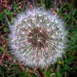 Close-up of dandelion flower