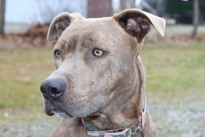 Close-up portrait of dog on field