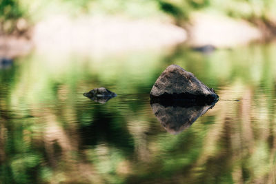 View of crab on rock in lake