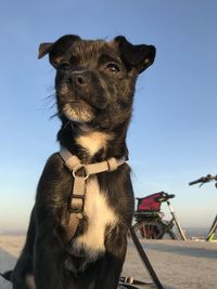 Dog looking away against sky