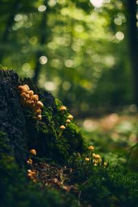 Close-up of moss growing on field