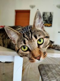 Close-up portrait of a cat