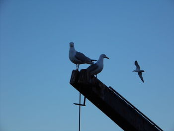 Low angle view of seagulls on built structure