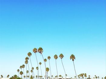 Low angle view of palm trees against clear blue sky