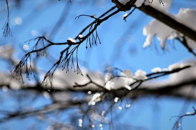 Low angle view of bare tree against sky