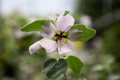 Close-up of pink flower blooming outdoors