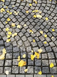 Full frame shot of yellow autumn leaves