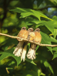 Close-up of birds perching on branch