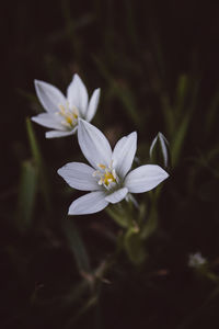 Close-up of white flowering plant