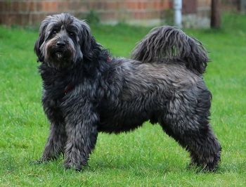 Portrait of dog on field