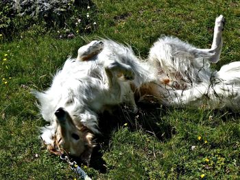 High angle view of sheep on field