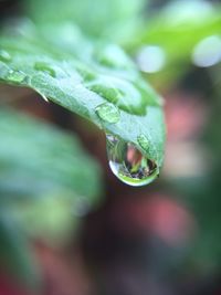 Close-up of water drops on leaf