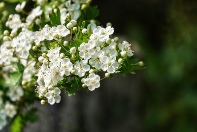 Close-up of white flowering plant