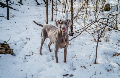 Portrait of weimaraner playing in snow