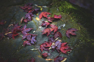 High angle view of maple leaves on wet land