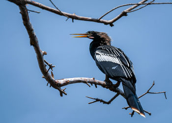 Low angle view of bird perching on branch