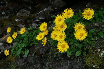 Close-up of yellow flowering plants