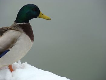 Close-up of birds