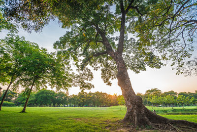 Trees on field against sky