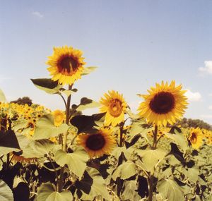 Sunflowers blooming on field against sky