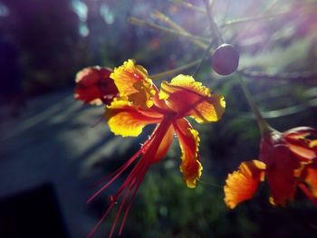 Close-up of yellow flowers