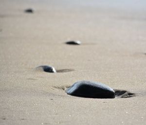 High angle view of crab on sand