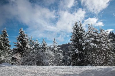 Snow covered pine trees in forest against sky