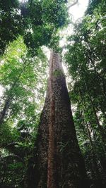 Low angle view of tree trunks in forest