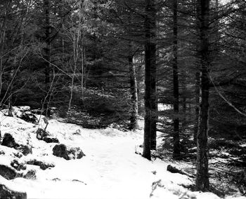 Snow covered land and trees in forest