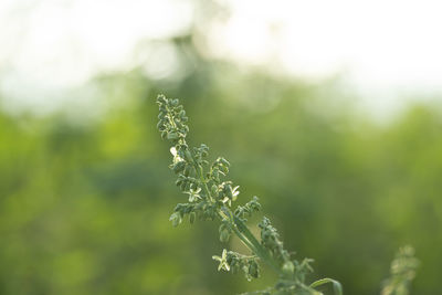 Close-up of flowering plant