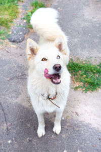 Full-length portrait of a white dog with heterochromia close-up. eyes of different colors. 